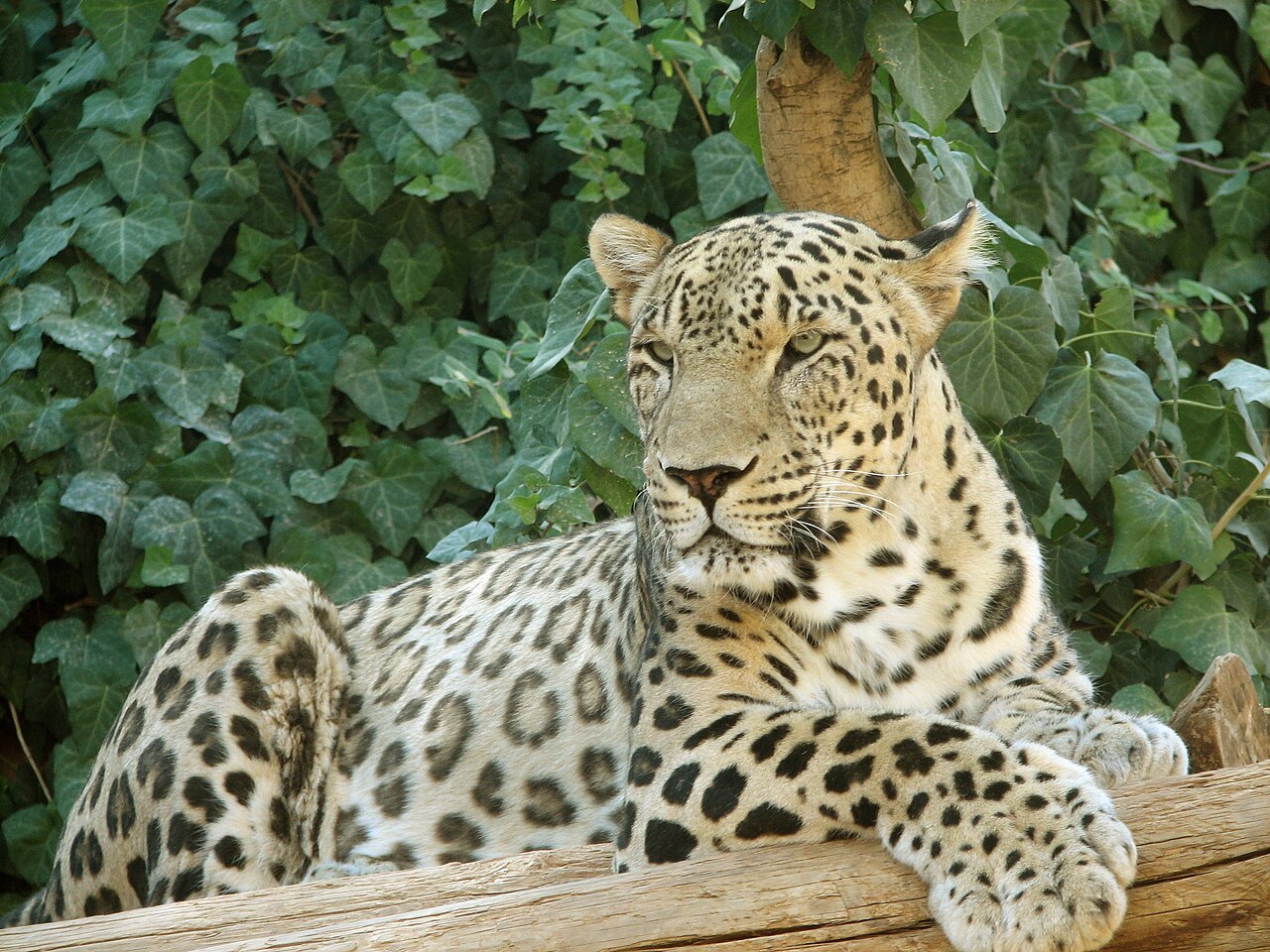 Cop17'de Doğa Kaybını Durdurma Müzakereleri Kritik Aşamada