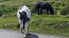 Dartmoor Midillileri İçin Katliam Endişesi