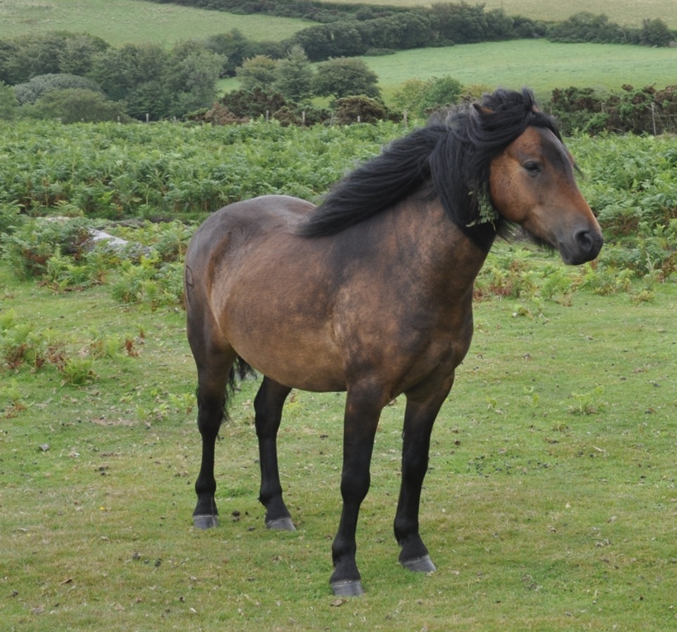 Dartmoor midillilerinin itlafına durdurma çağrısı