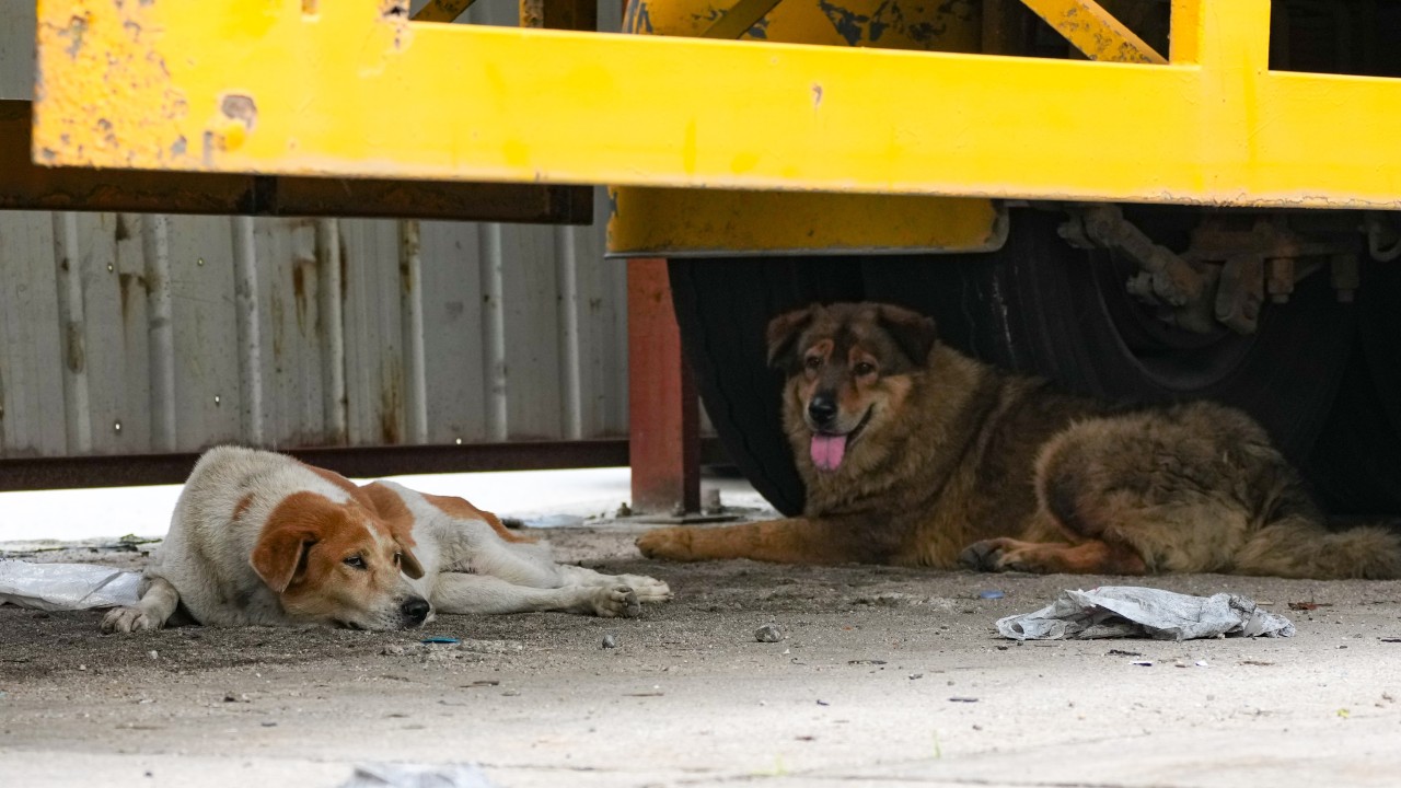 Depo Bekçi Köpeklerine Kötü Muamele Uyarısı