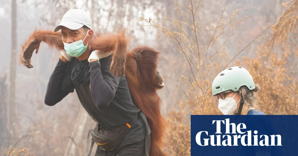 Dünyadan Haftanın Yaban Hayatı: Kurtarılan Orangutan ve Tombul Ayı