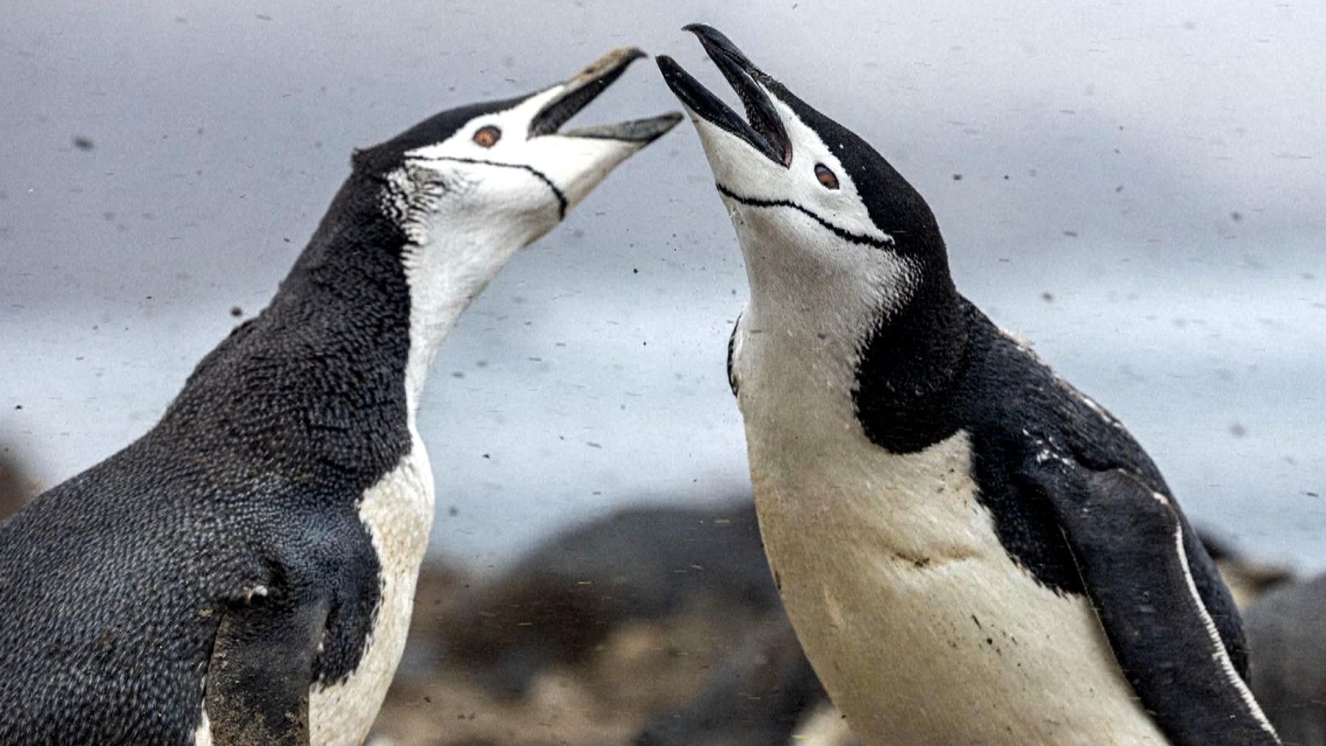 Dünyanın en büyük penguen kolonisi 14 yılda üçte iki azaldı
