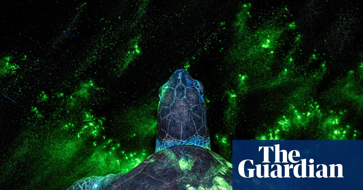 Kaçak avcının parmak izini bulabilir misiniz? Earth Photo ödüllü kareler