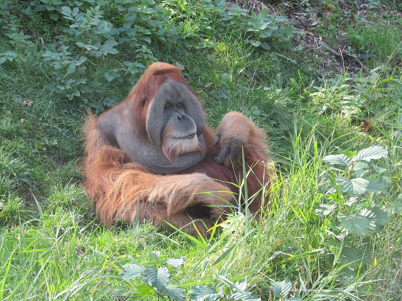 El Niño Kaynaklı Yangınlar Endonezya'daki Orangutanları Vurdu