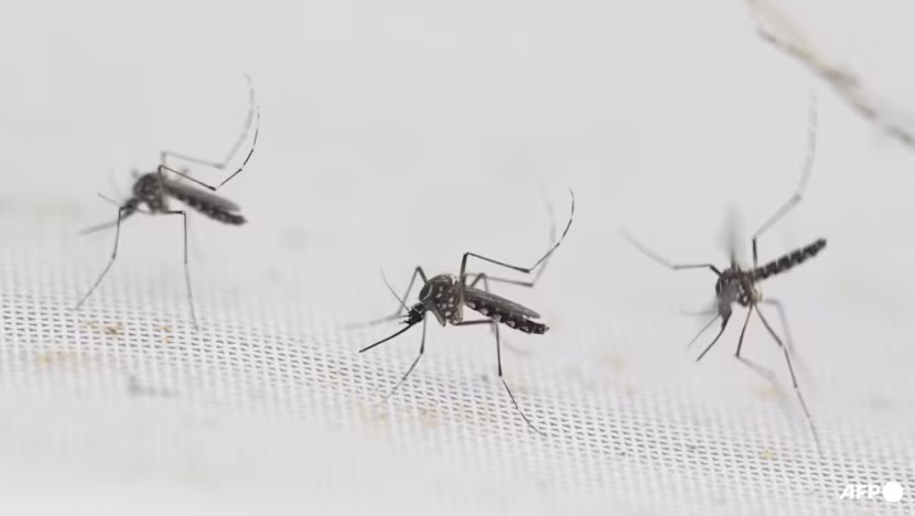El Nino Sivrisinekleri Artırırken Kuşları Vurabilir