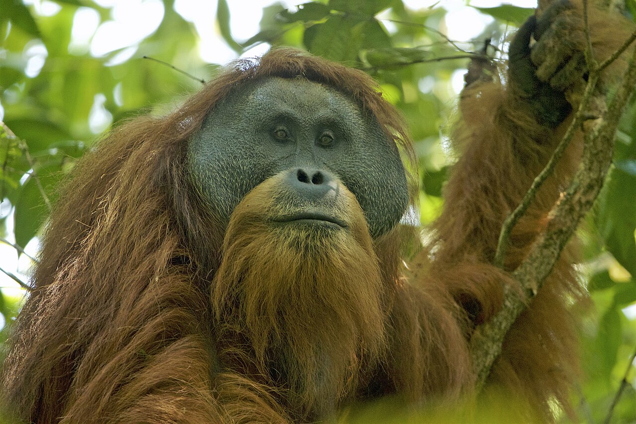 Endonezya'da Heyelanlar Orangutanları Vurdu