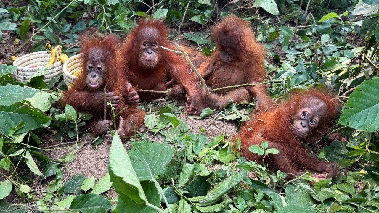 Endonezya, Hindistan'da annesiz bulunan orangutan yavrularını kurtarıyor