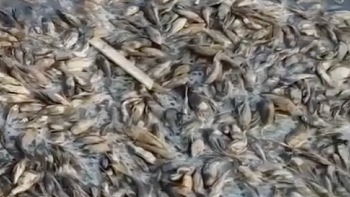 Endonezya'da Kuraklık: Silugonggo Nehri'nde Milyonlarca Balık Öldü