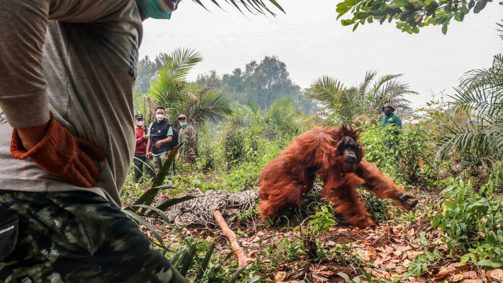 Endonezya'da Orman Yangınları: 51 Nesli Tehlike Altındaki Orangutan Kurtarıldı
