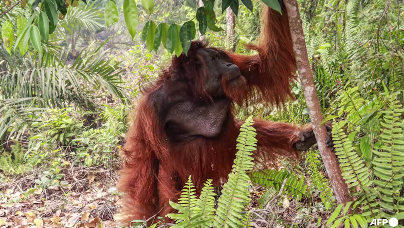 Endonezya'da orman yangınlarından 51 orangutan kurtarıldı
