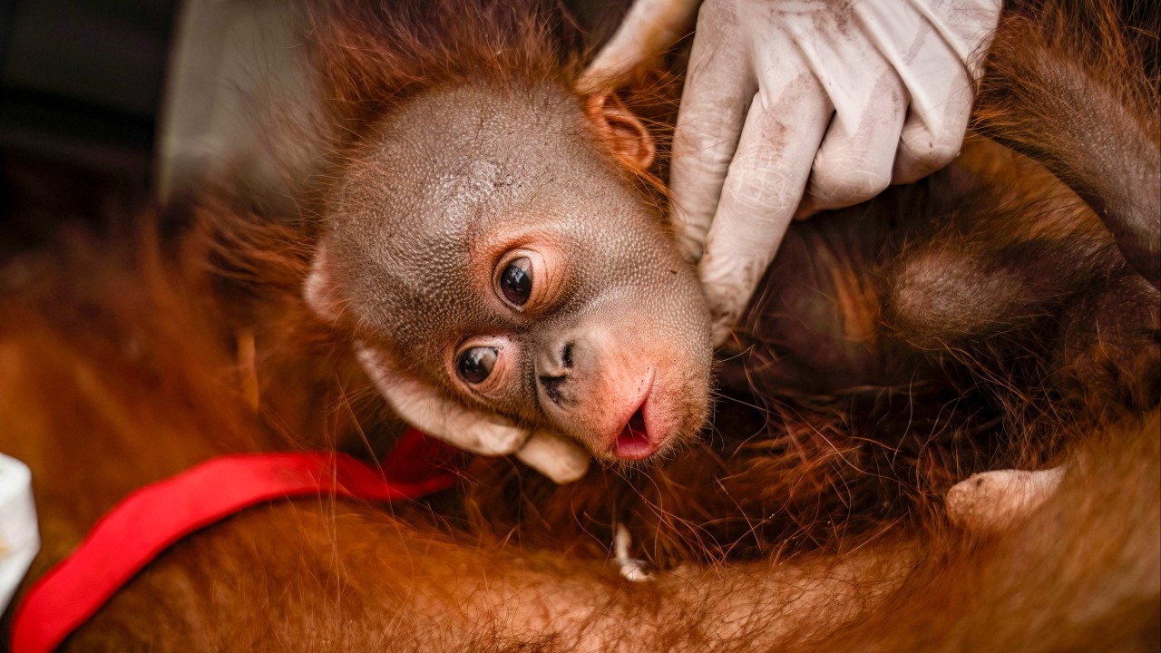 Endonezya'da Orman Yangınları: Bir Haftada 6 Orangutan Kurtarıldı