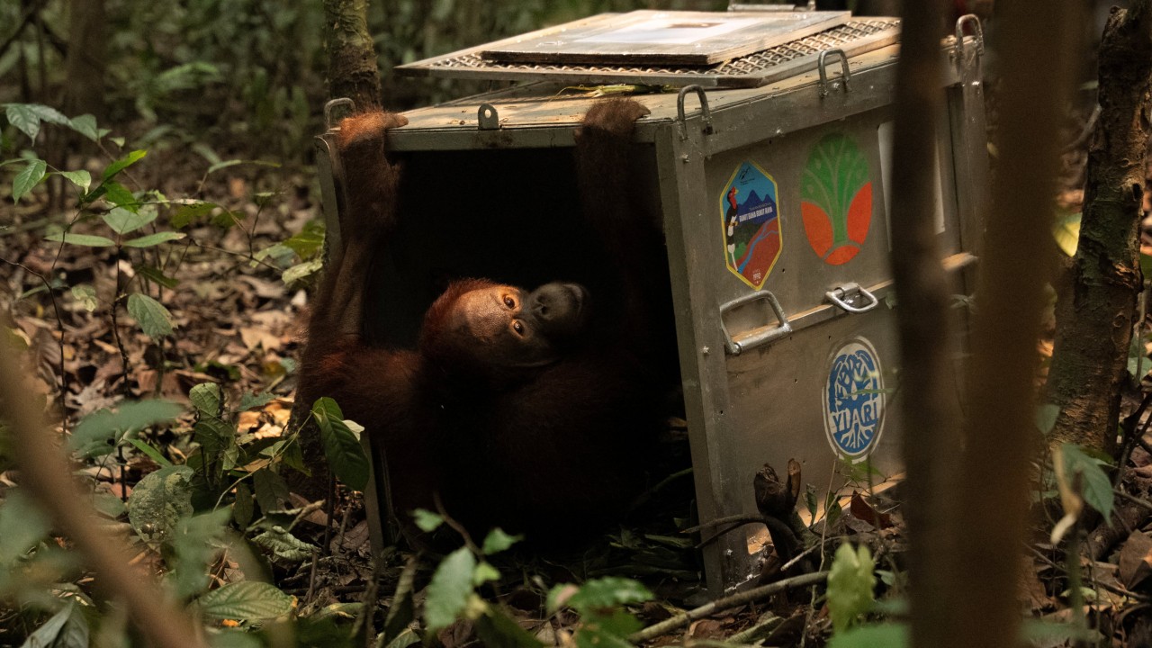 Endonezya'da Orman Yangınlarından Kurtarılan Orangutanlara Yeni Yuva