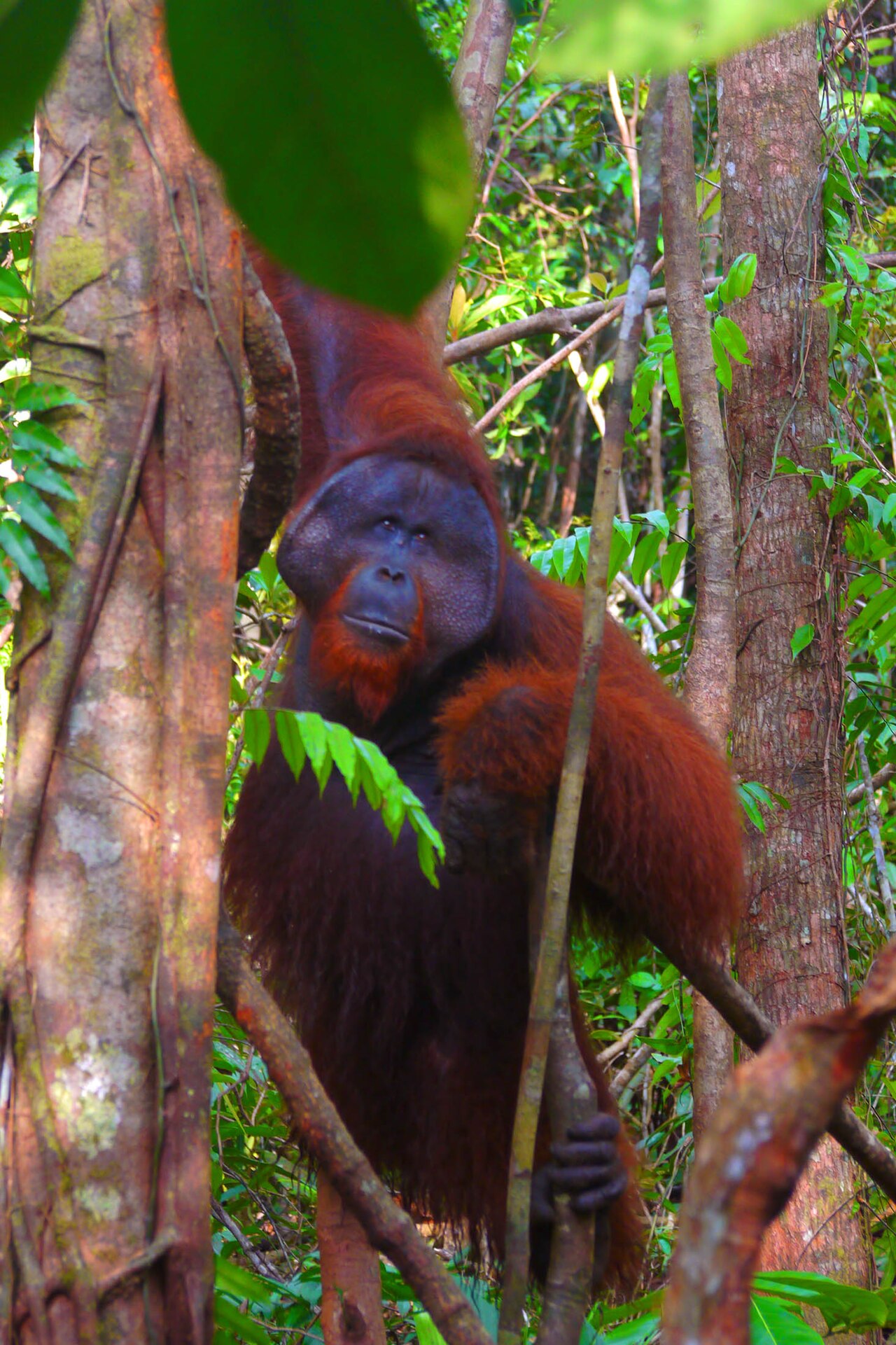 Endonezya'da aşırı yağışlar nadir orangutan türünü vurdu