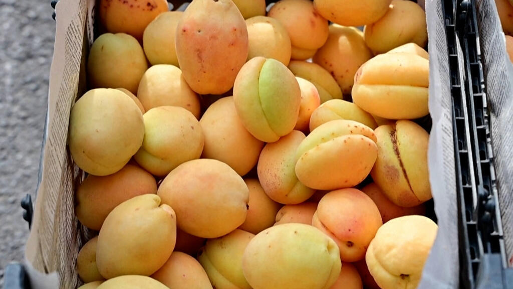 Ermeni kayısıları Rusya ile Batı arasındaki jeopolitik krize takıldı