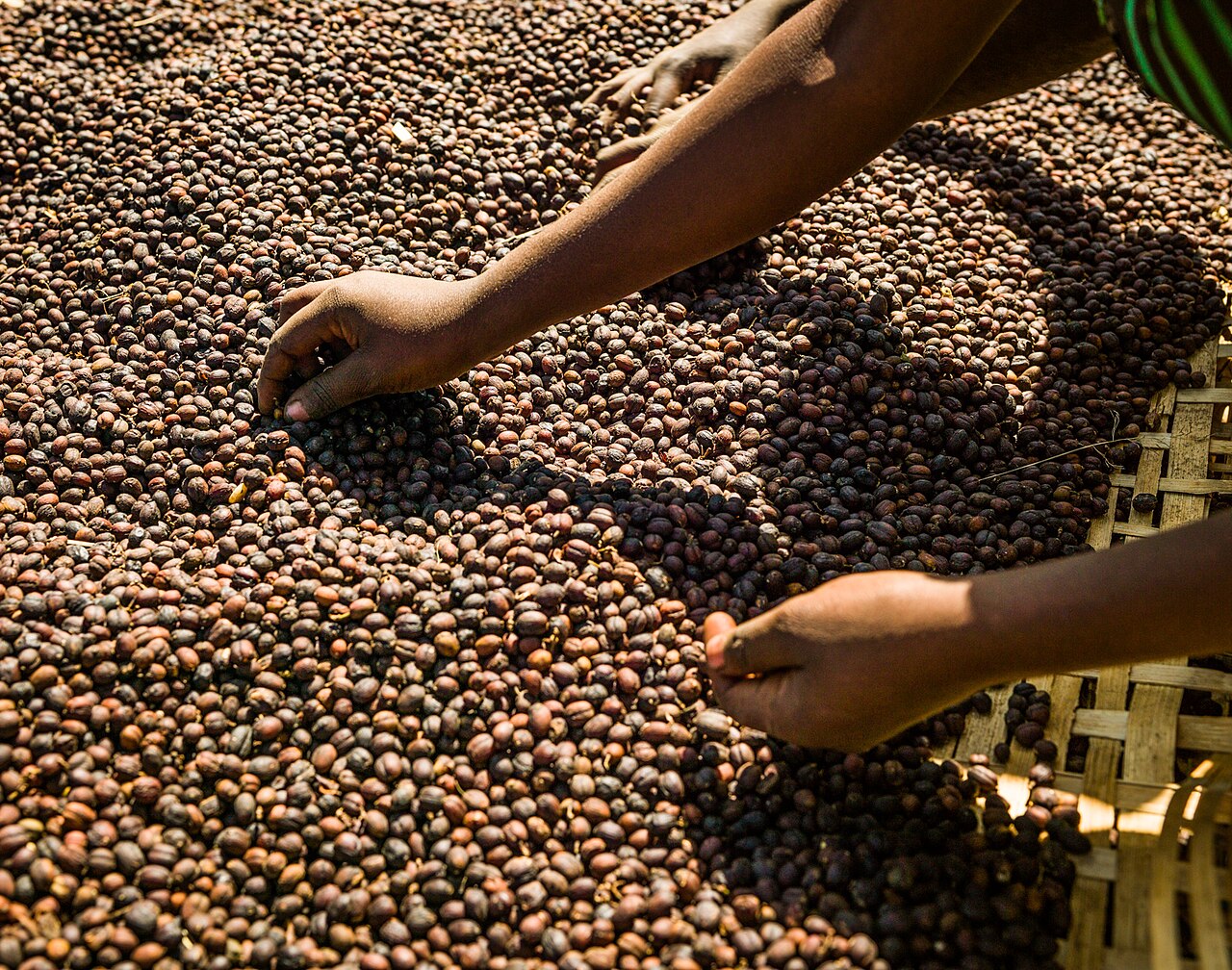 Etiyopya 50 Milyar Fidanla Ormanlarını Kurtarabilir mi