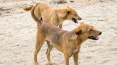 Etiyopya'da kuduz salgını: Köpekler asılarak öldürülüyor