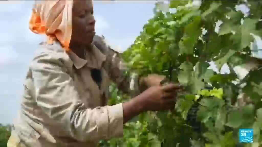 Etiyopya'da Şarap Rüzgarı: Bordeaux Asmaları İhracatı Artırıyor
