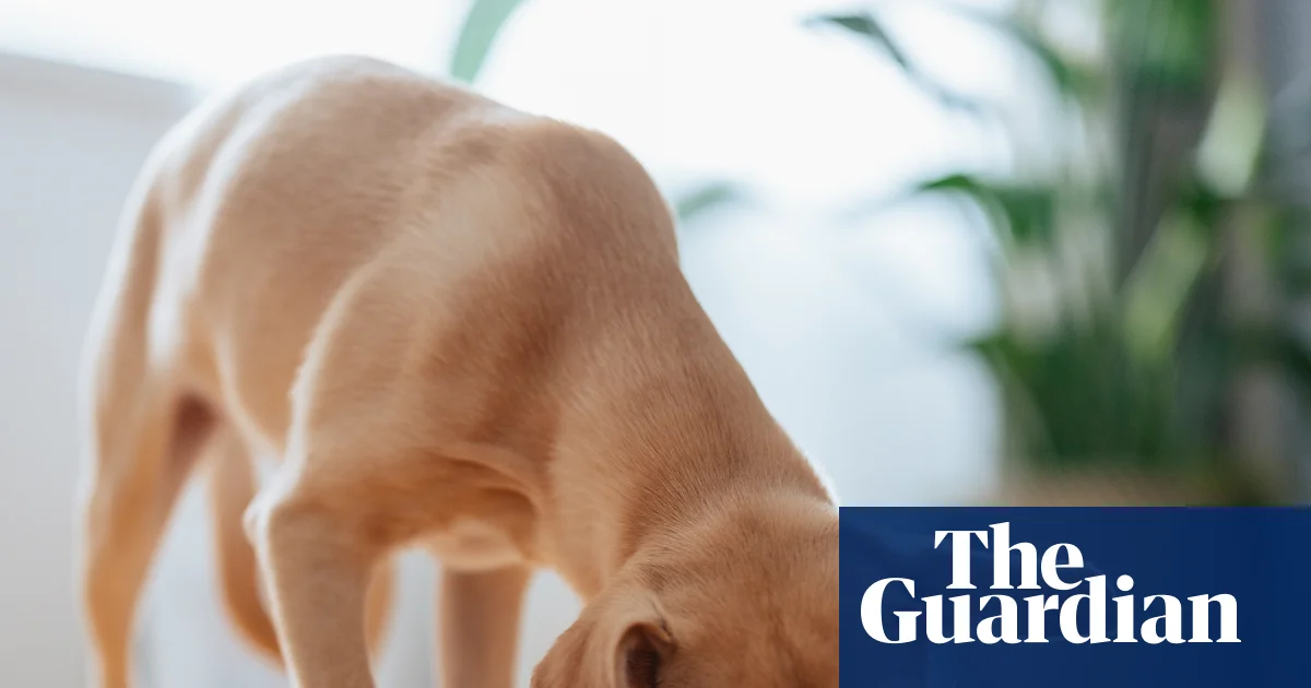 Evcil hayvan maması geri çağrıldı: Köpeklerde körlük riski