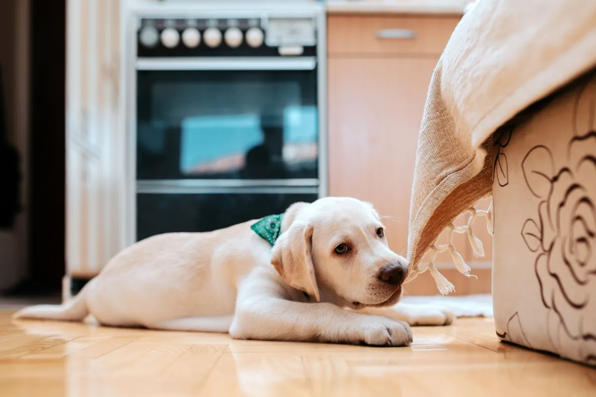 Evcil Hayvan Sahiplenme Rehberi: Yeni Yavru Köpeğiniz İçin Gizli Tehlikeler