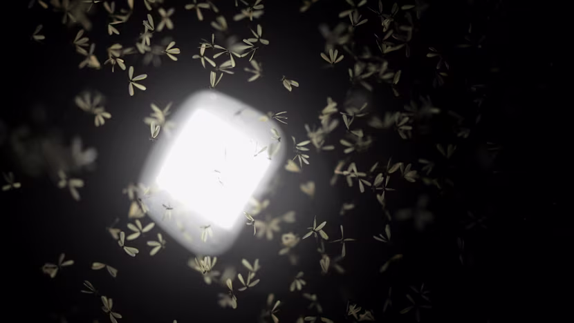 Evdeki uçan böcekler: Neden gelirler, nasıl insanca uzaklaştırılırlar