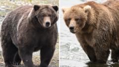 Fat Bear Week Başlıyor: Hangi Ayı En Çok Kilo Aldı