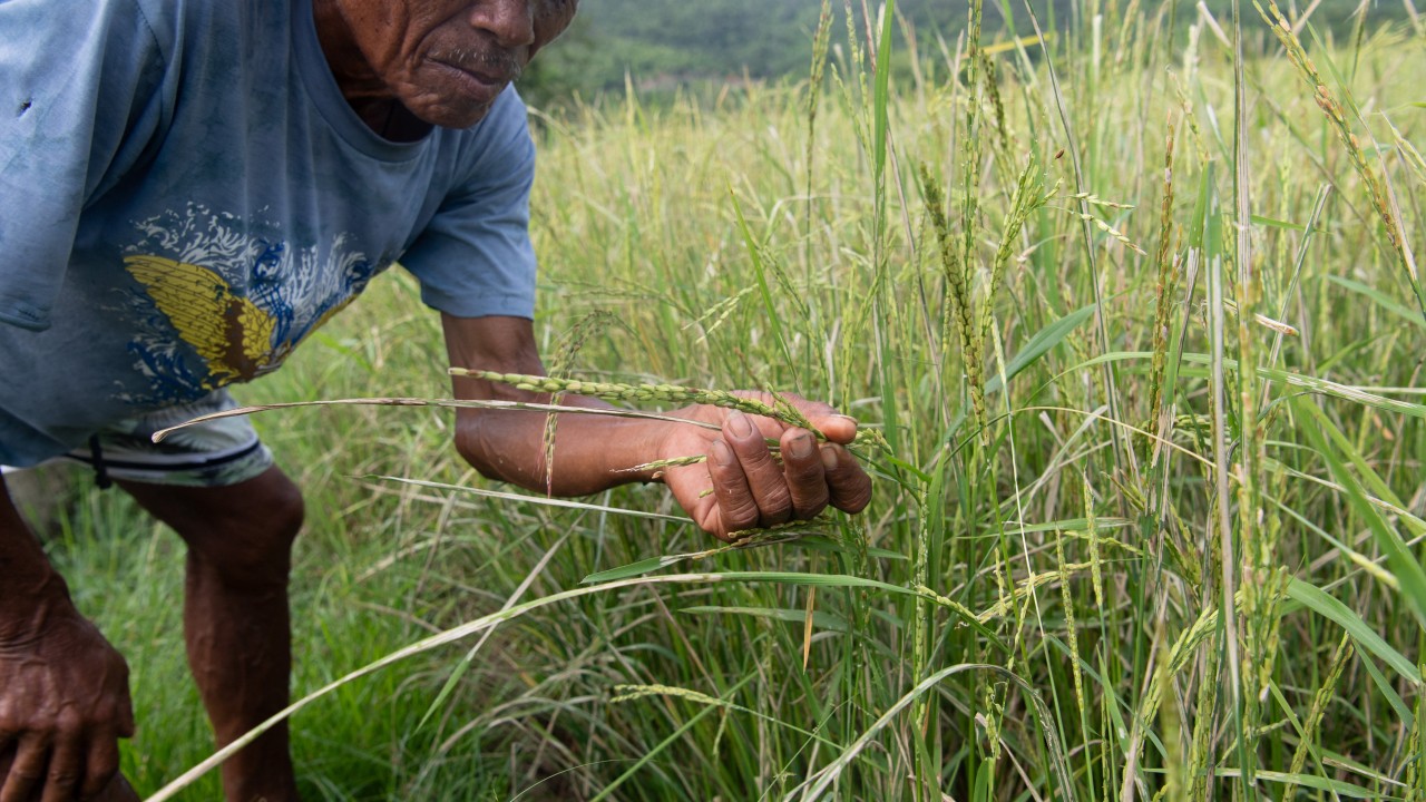 Filipinler'de 'Süper' El Nino Pirinç Üretimini Çökertebilir