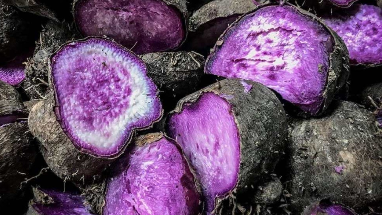 Filipinler'de 'Mor Altın' Ube Yetiştiriciliği Ekonomiyi Canlandırıyor