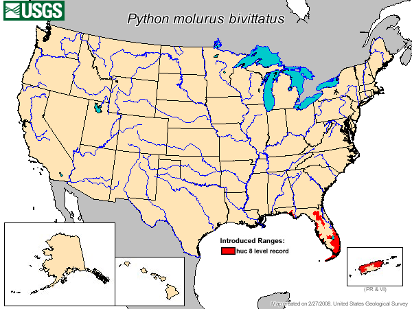 Florida Python Mücadelesi: Timsahların Rakibi Yılan, Haritalar Yayılımı Gösteriyor
