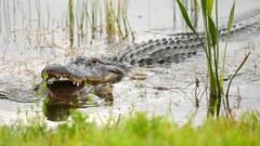 Florida'da timsah saldırısı: 71 yaşındaki adam hayatını kaybetti