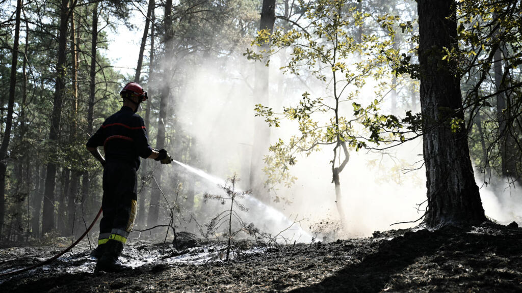 Fontainebleau Ormanı'nda yangın sonrası zorlu iyileşme süreci