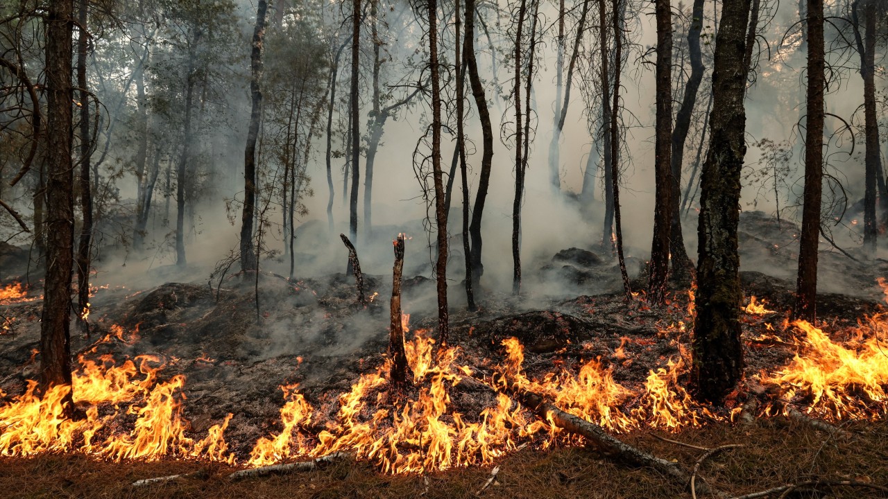 Fransa'da Fontainebleau Ormanı'ndaki Yangınla İlgili 2 Kişi Tutuklandı