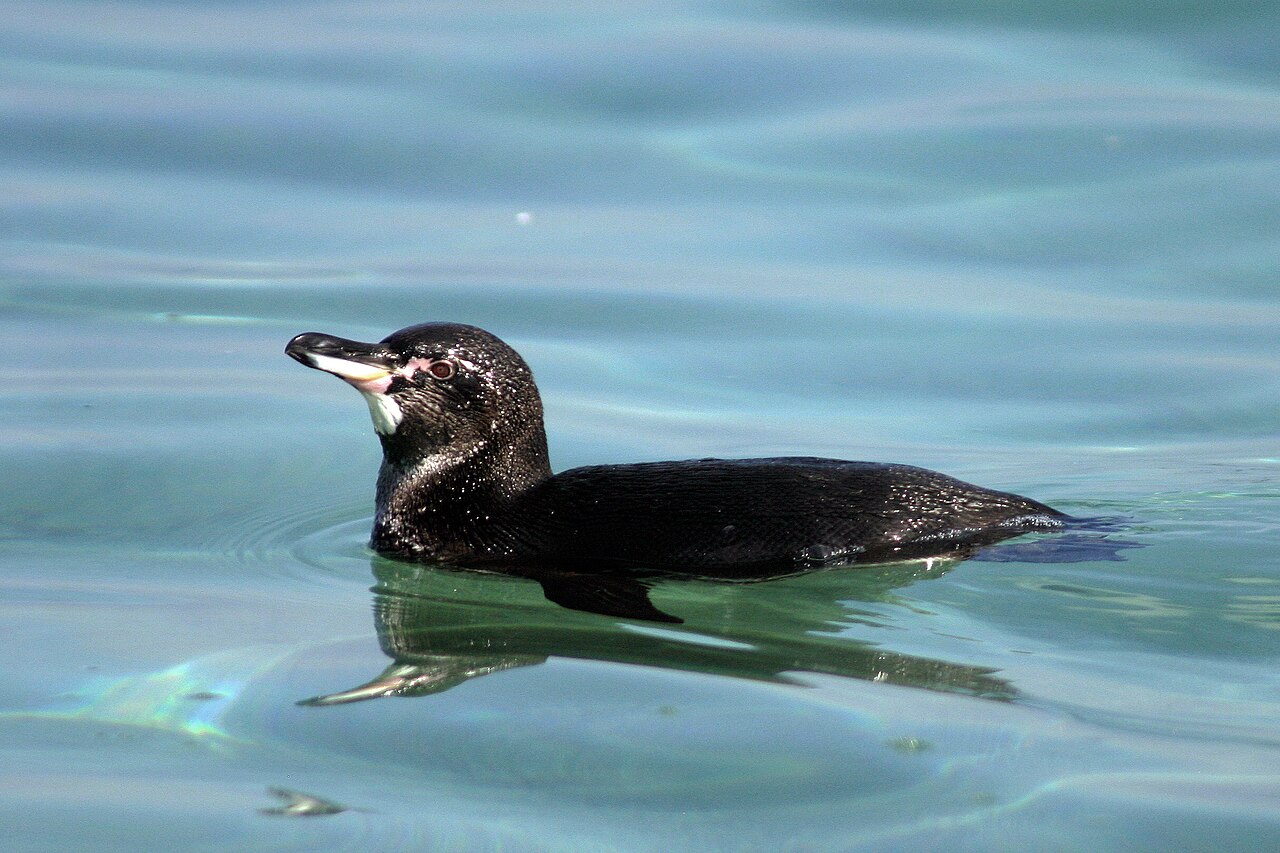 Galápagos Adaları’ndaki Hayvanlar El Niño Tehdidine Dair Ne Öğretebilir