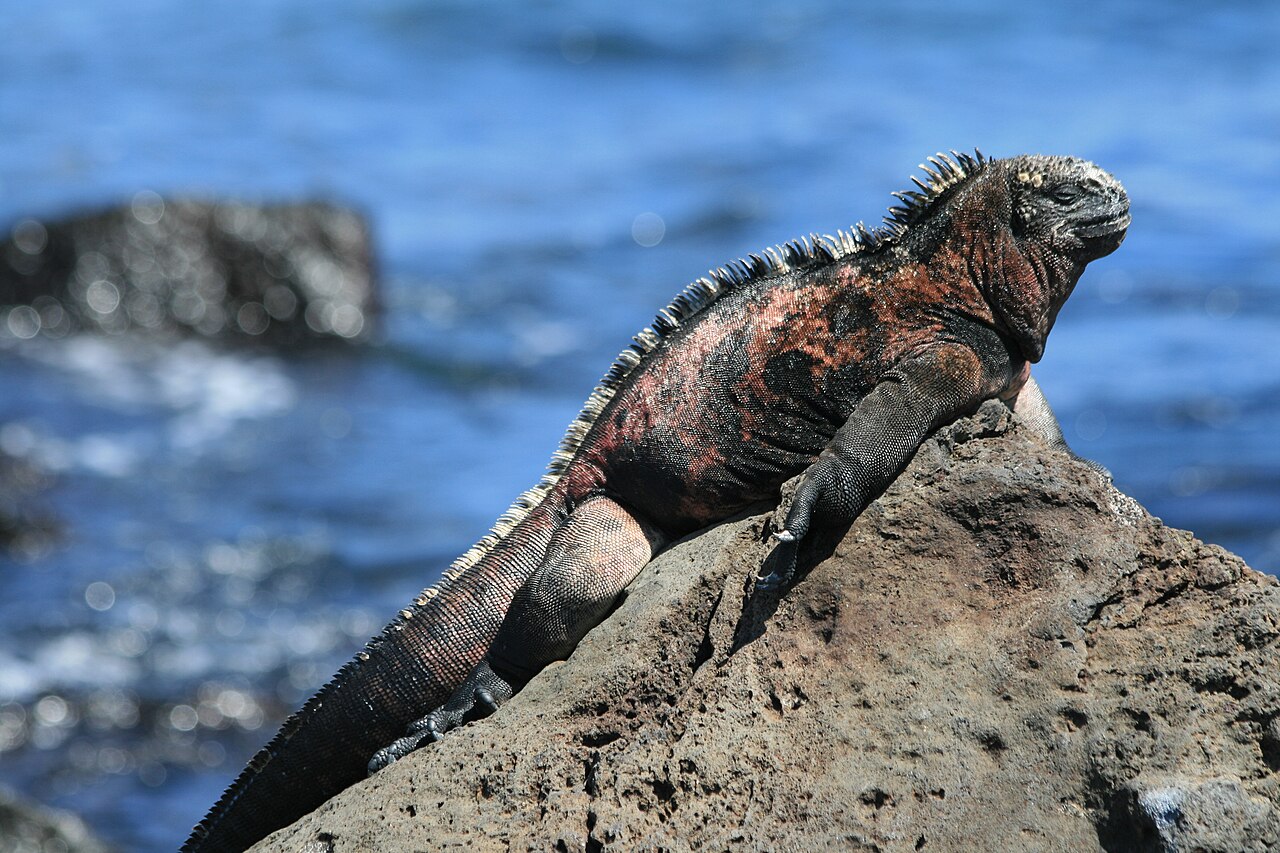 Galapagos: Kritik tehlikedeki türler okyanus değişimine nasıl uyum sağlıyor