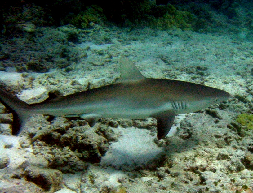 Galapagos: Vahşi Yaşam Cenneti Ama Yeterli mi