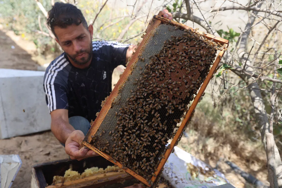 Gazze'de arıcılar, yıkılan kovanlar ve tarlalarla yeniden başlama mücadelesi veriyor