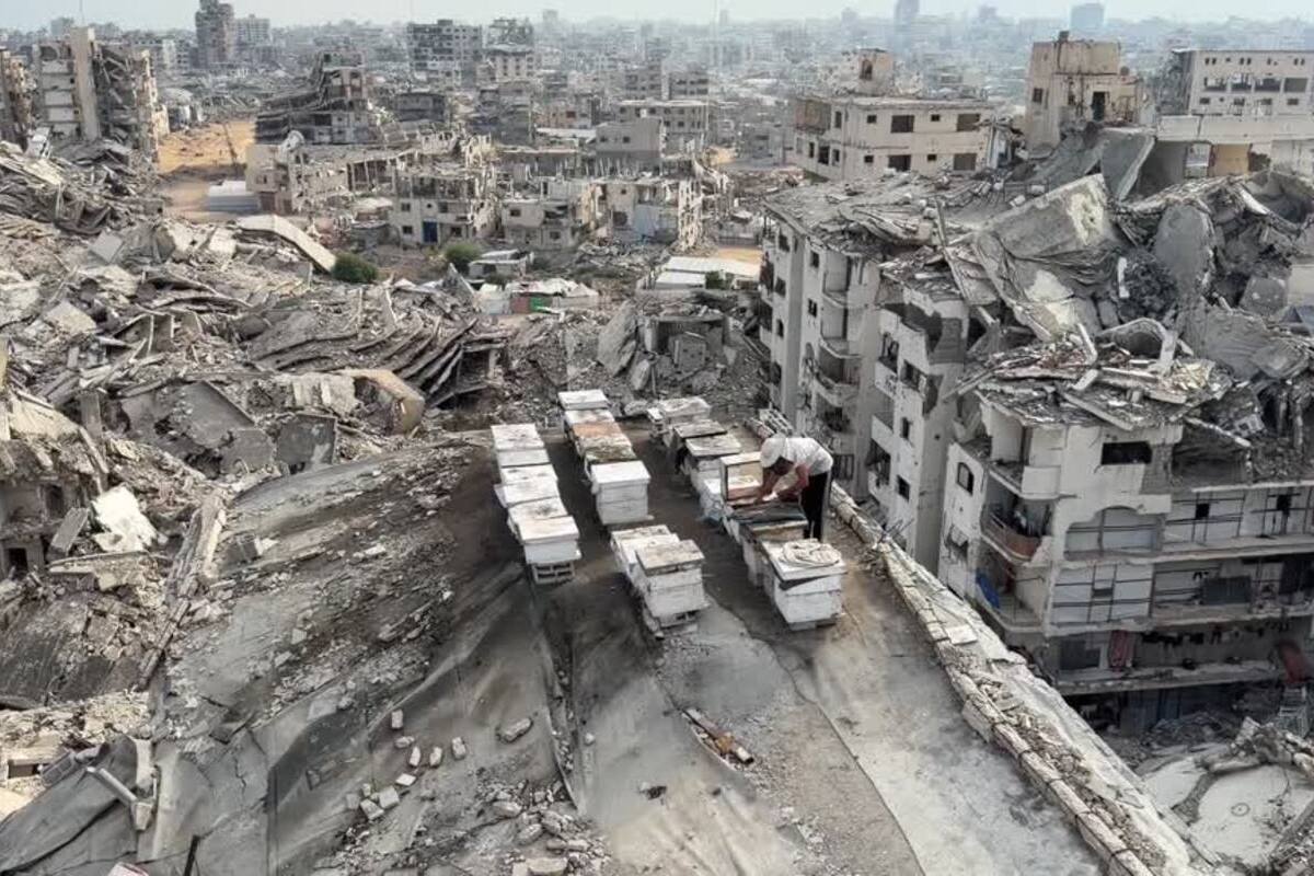 Gazze'de arıcılar İsrail saldırıları sonrası çatılarda arıcılığa başladı