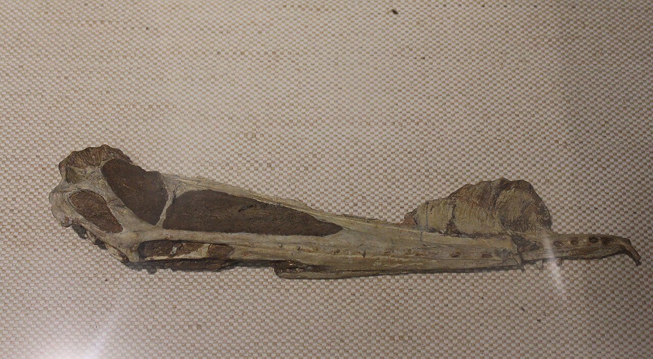 Gobi Çölü'nde Dinozor Yumurtası Şeklinde Pterosaur Müzesi