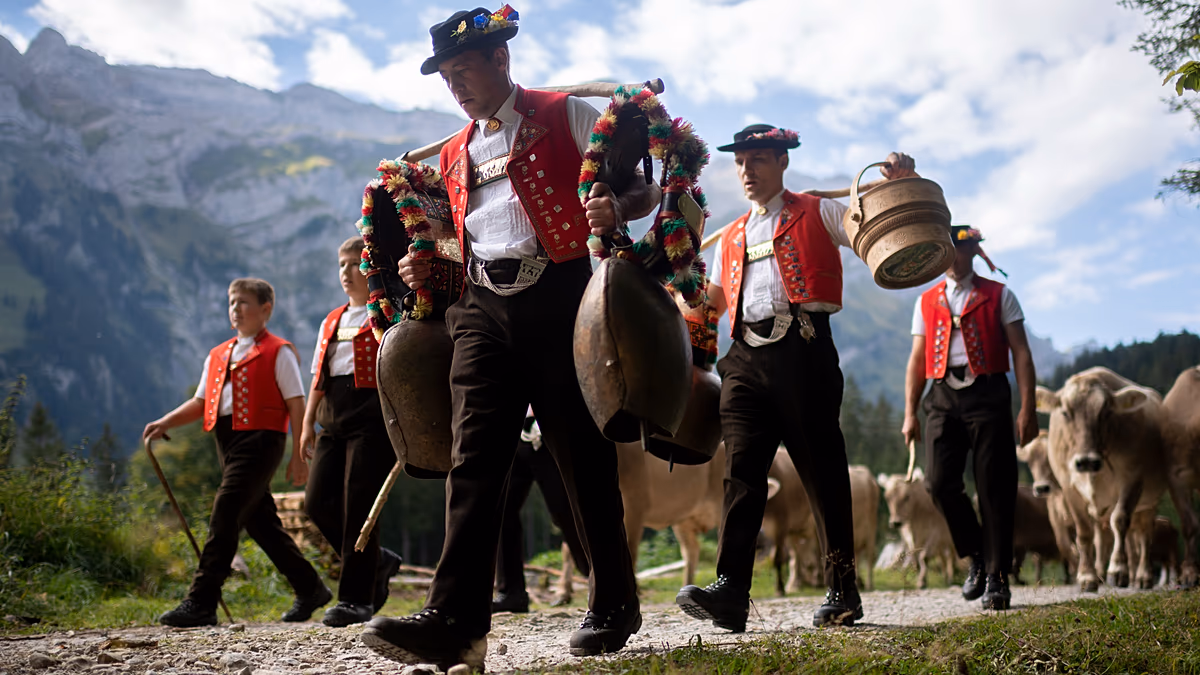 Gstaad'da Çiçek Taçlı İnekler Alp Geleneğini Yaşattı