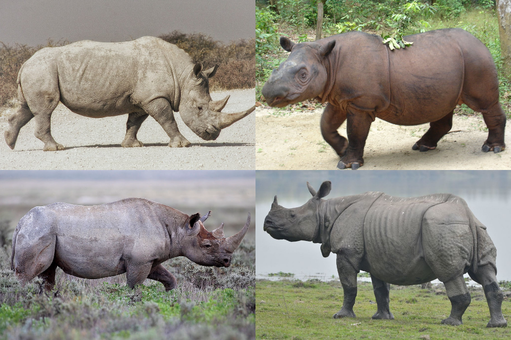 Güney Afrika'da dev gergedan boynuzu kaçakçılığı davasında hapis cezaları