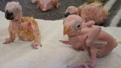 Güney Afrika'da Papağan Yumurtalarıyla Yakalanan Taylandlı Şüpheli