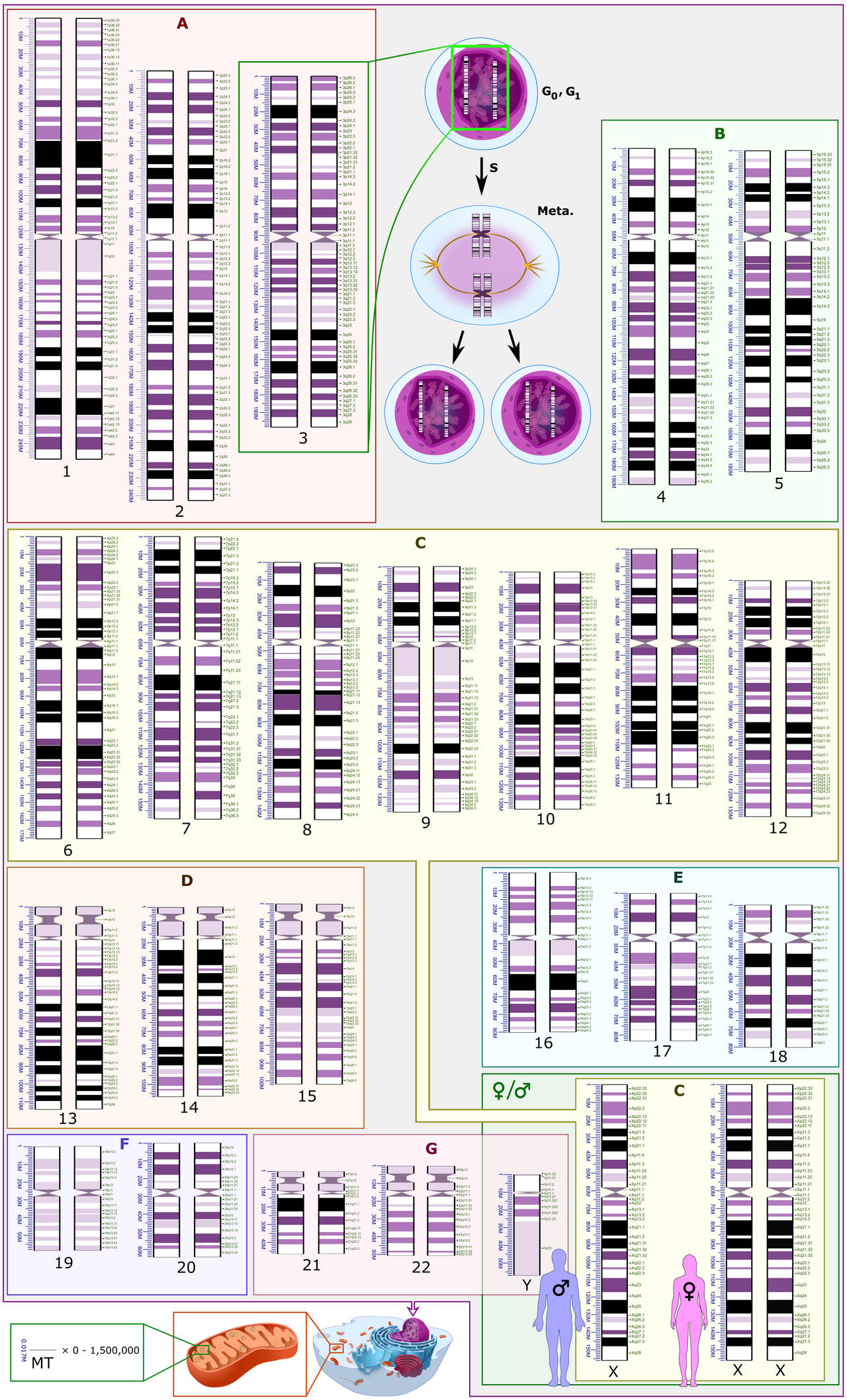 Her Bebeğin DNA'sı Dizilenmeli mi? Genetik Devrim Kapıda