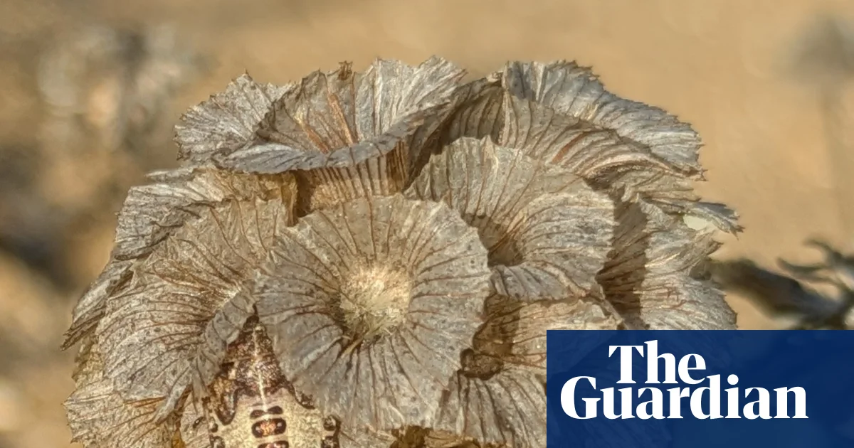 Hertfordshire'da Kuraklığa Dayanıklı Bitkilerin Gölgesinde Bir Yavru Kalkan Böceği