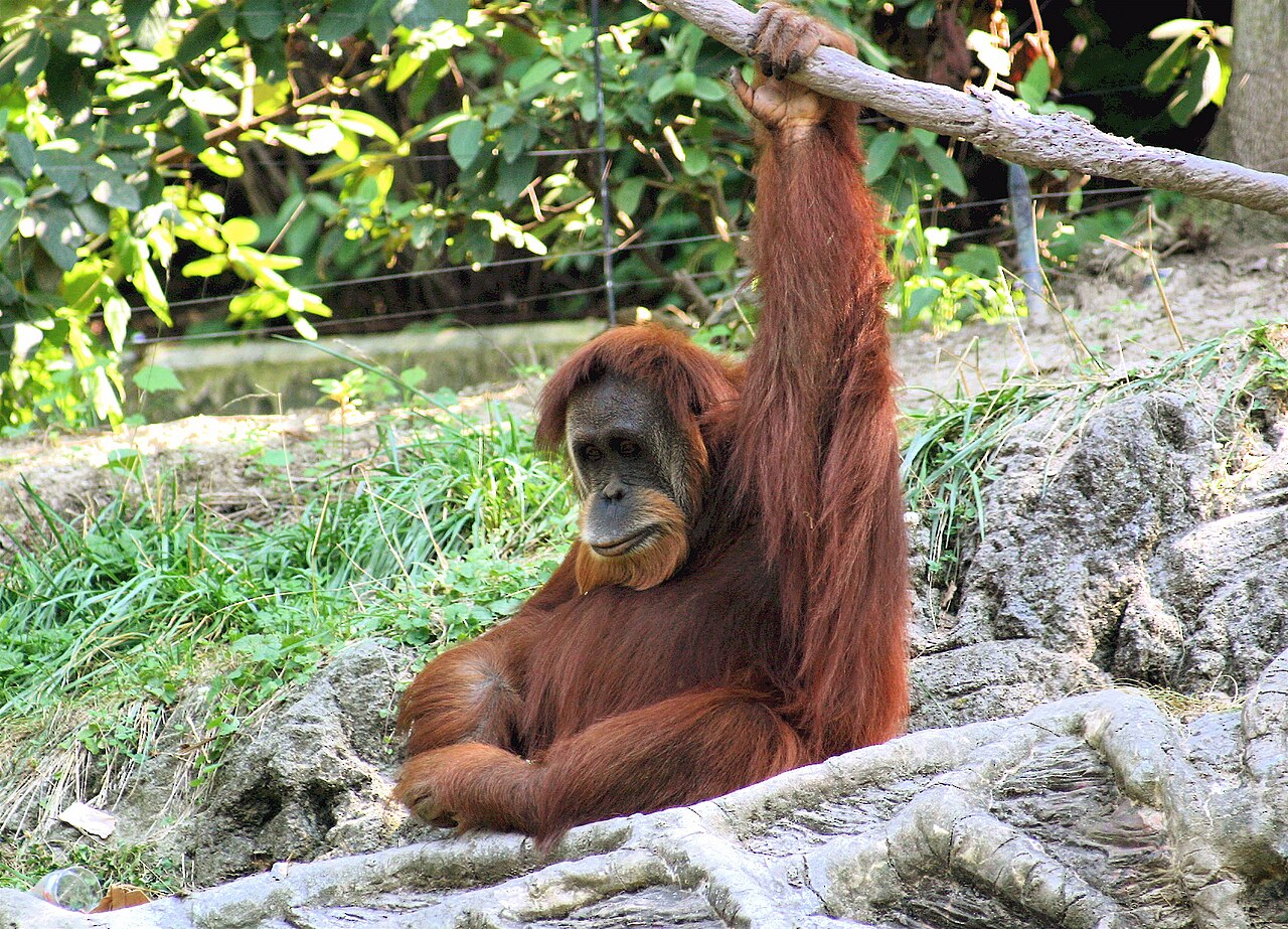 Hindistan'da 5 yavru orangutan: Yasadışı vahşi yaşam ticaretinin işareti