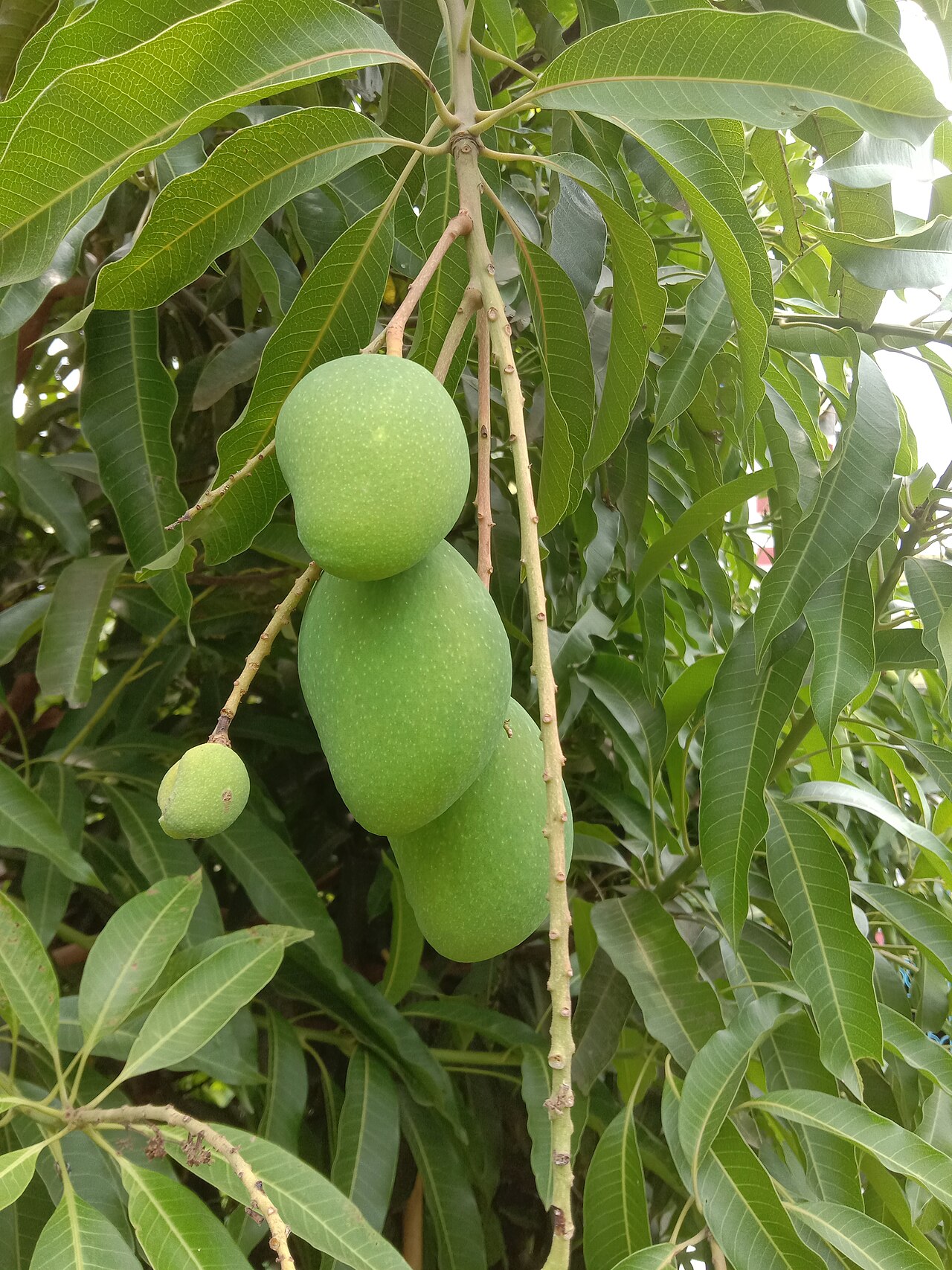 Hindistan Mango İhracatına Japonya Yasağı: Gıda Güvenliği Endişeleri Artıyor