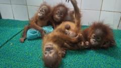 Hindistan Ormanında Bulunan Bebek Orangutanlar Kaçakçılık İncelemesi Başlattı