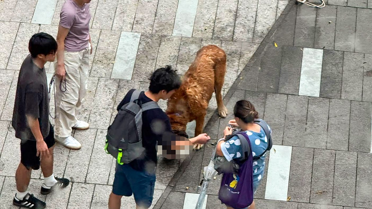 Hong Kong'da 60 Kiloluk Köpek İki Küçük Köpeği Öldürdü