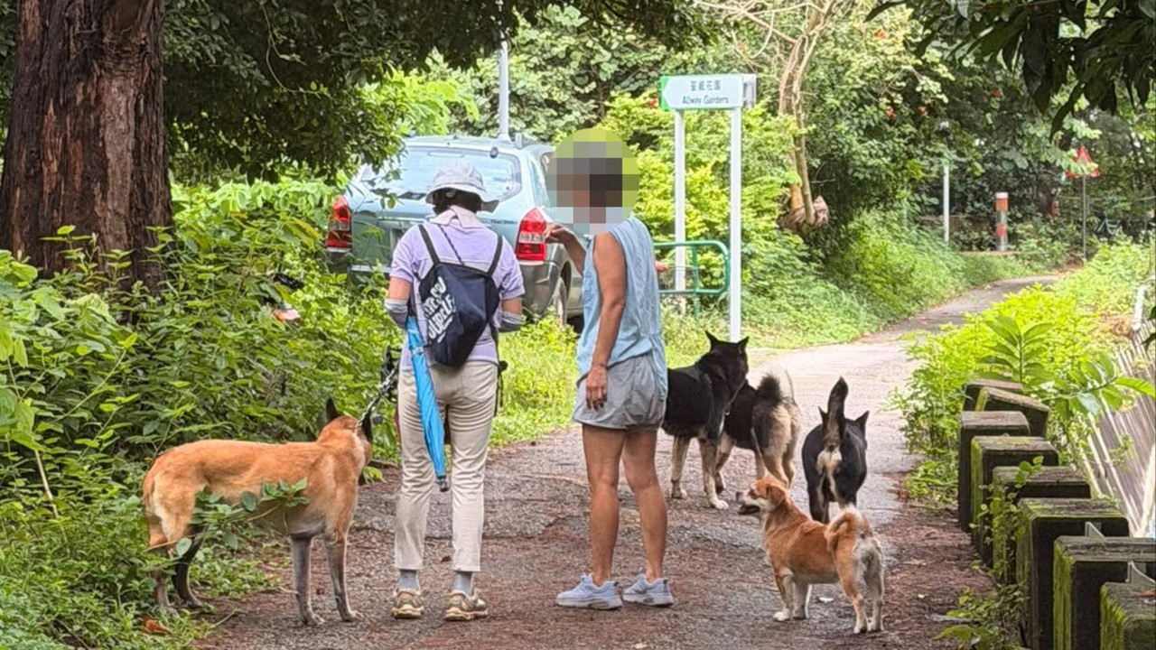 Hong Kong'da 2 Yeni Köpek Saldırısı: Köpek Yaralı, Kadın Isırıldı