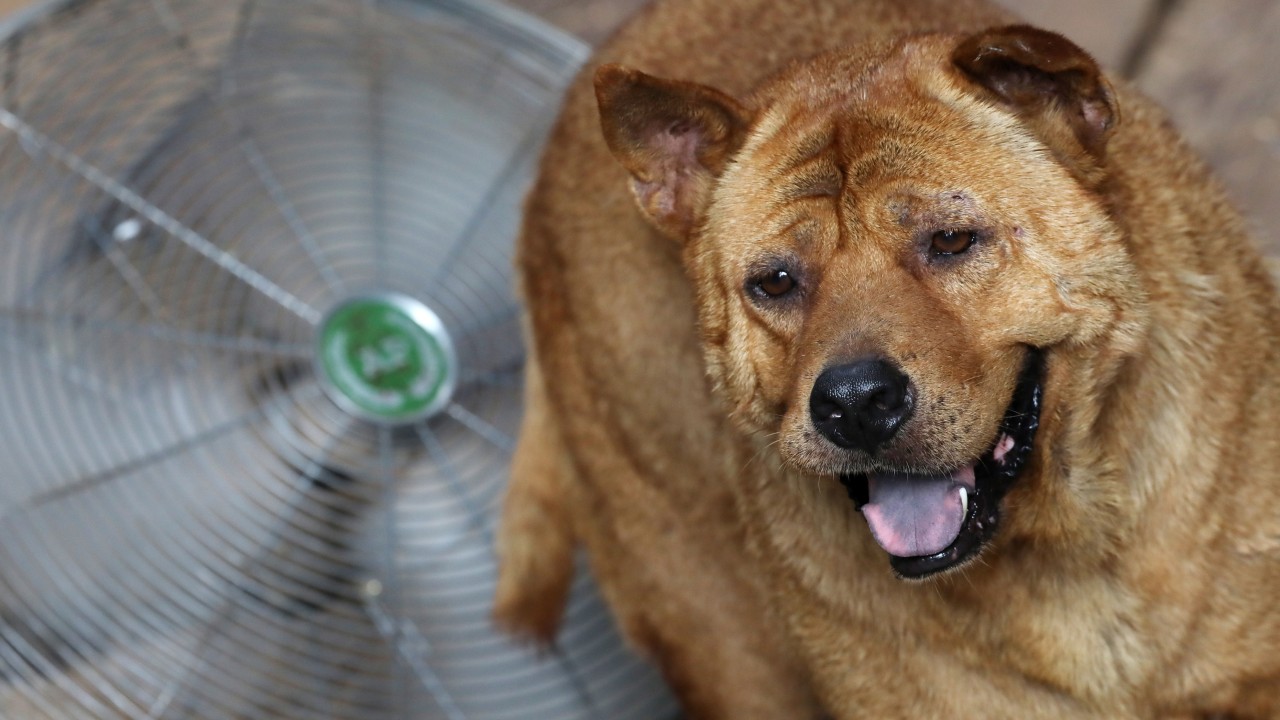 Hong Kong'da Büyük Köpek Sahiplenmek: Nelere Dikkat Etmeli
