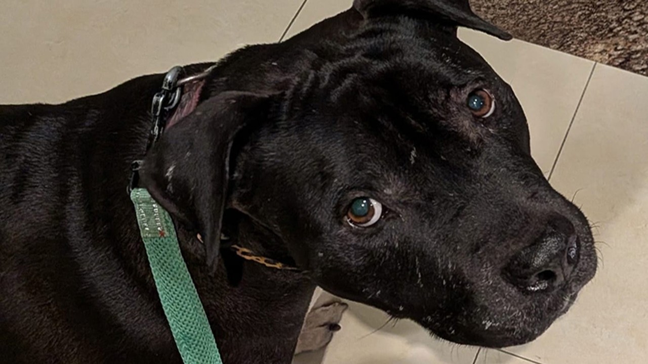 Hong Kong'da 'dövüş köpeği' tepkisi: 1 haftada ikinci el koyma