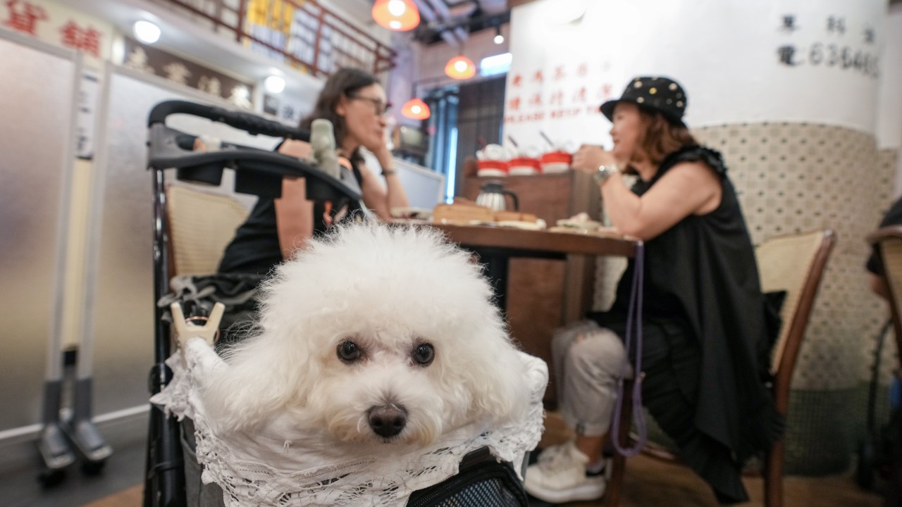 Hong Kong'da evcil hayvan dostu restoran düzenlemesi tepki çekiyor